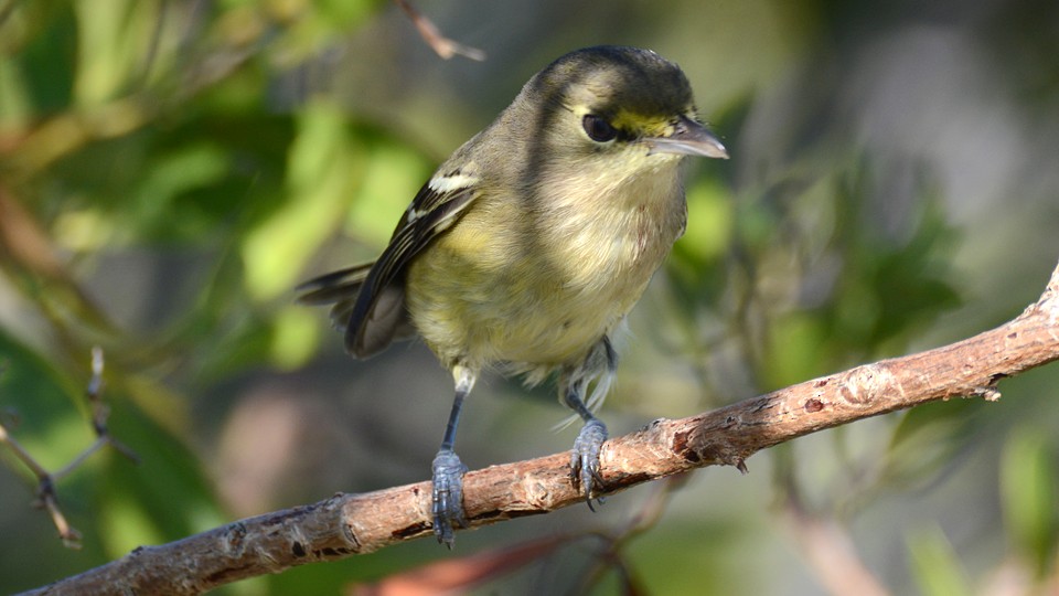 arawakvireo - ML38306461