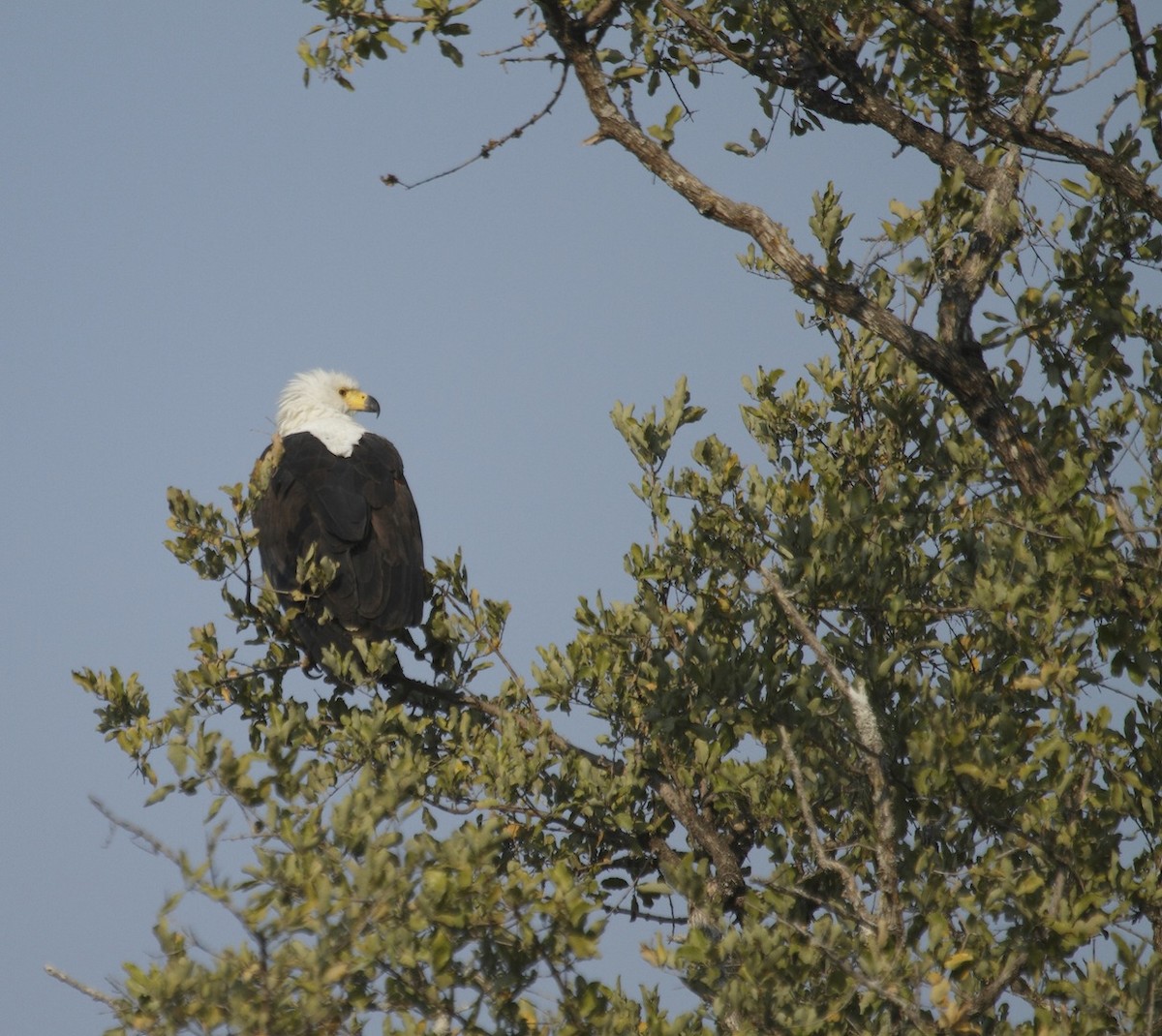 African Fish-Eagle - ML383064871