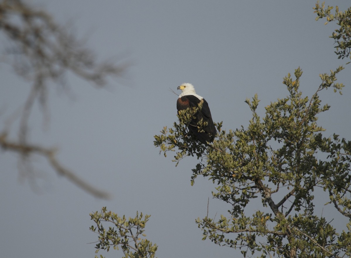 African Fish-Eagle - ML383064881