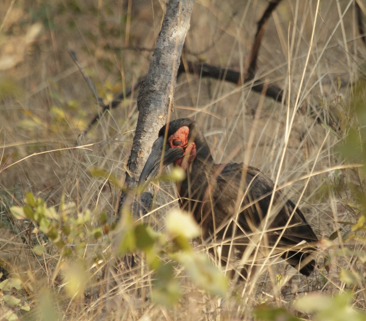 Southern Ground-Hornbill - Amit Bandekar