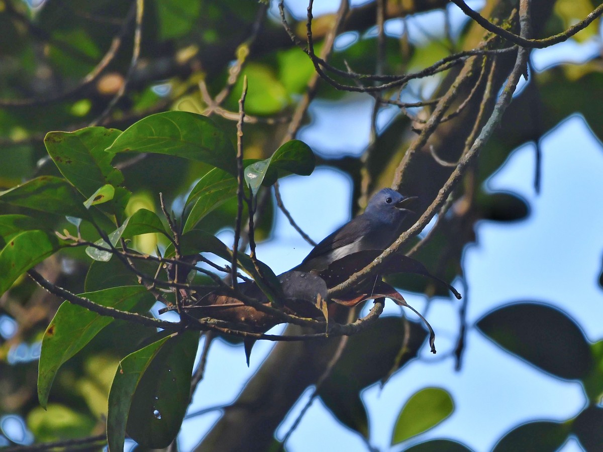 Black-naped Monarch - ML383065311