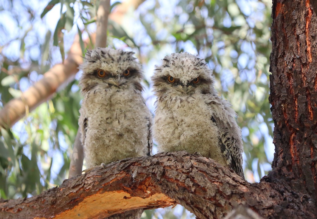 Tawny Frogmouth - ML383065411