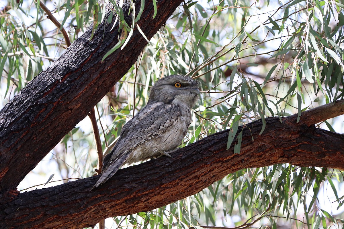 Tawny Frogmouth - ML383065451