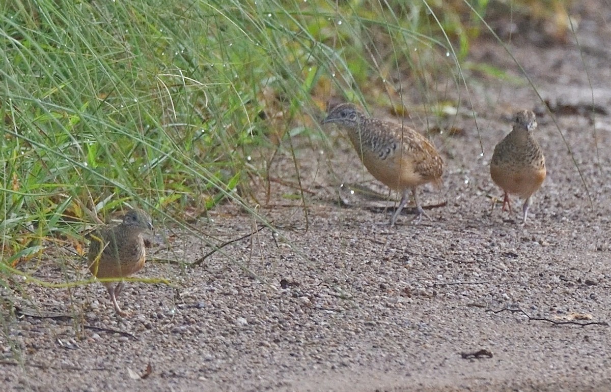 Barred Buttonquail - ML383065511