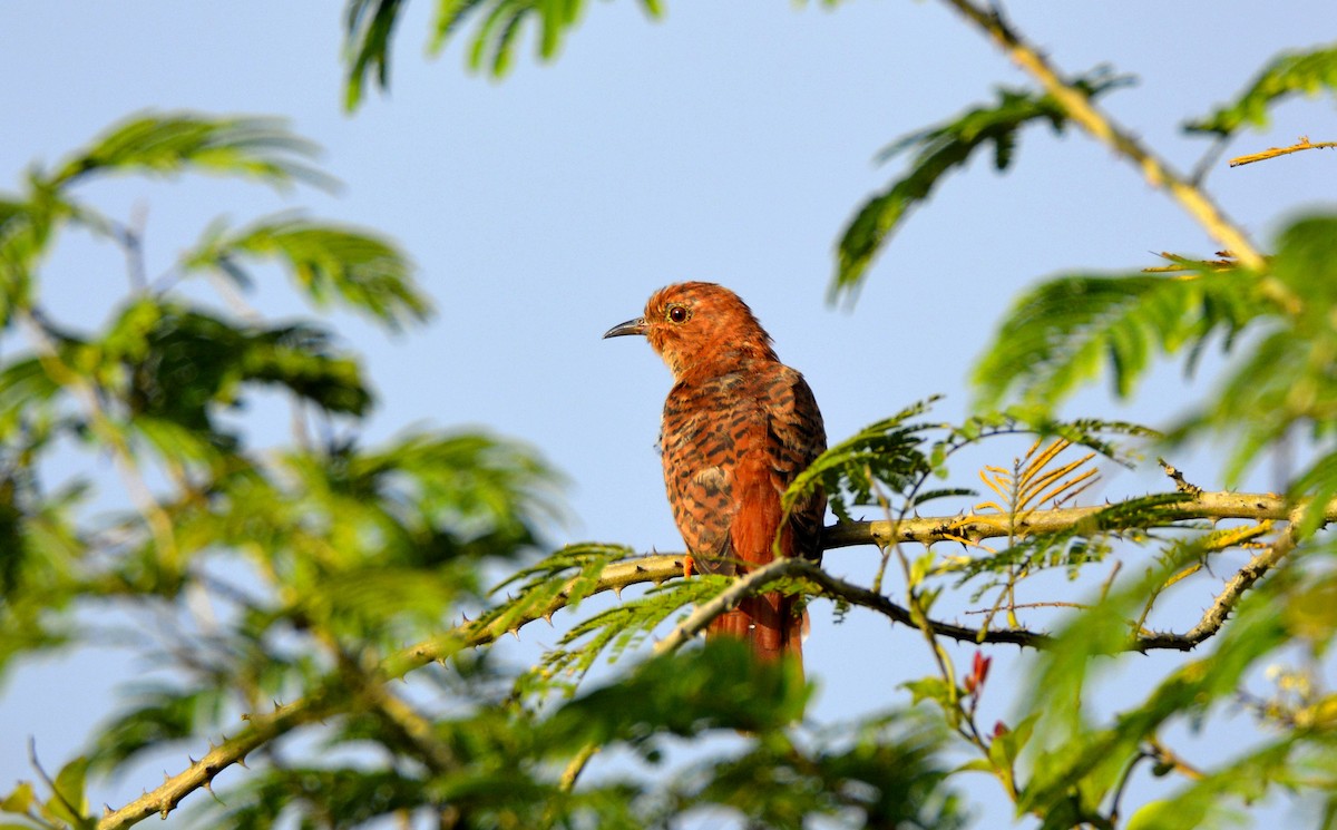 Gray-bellied Cuckoo - ML383066951