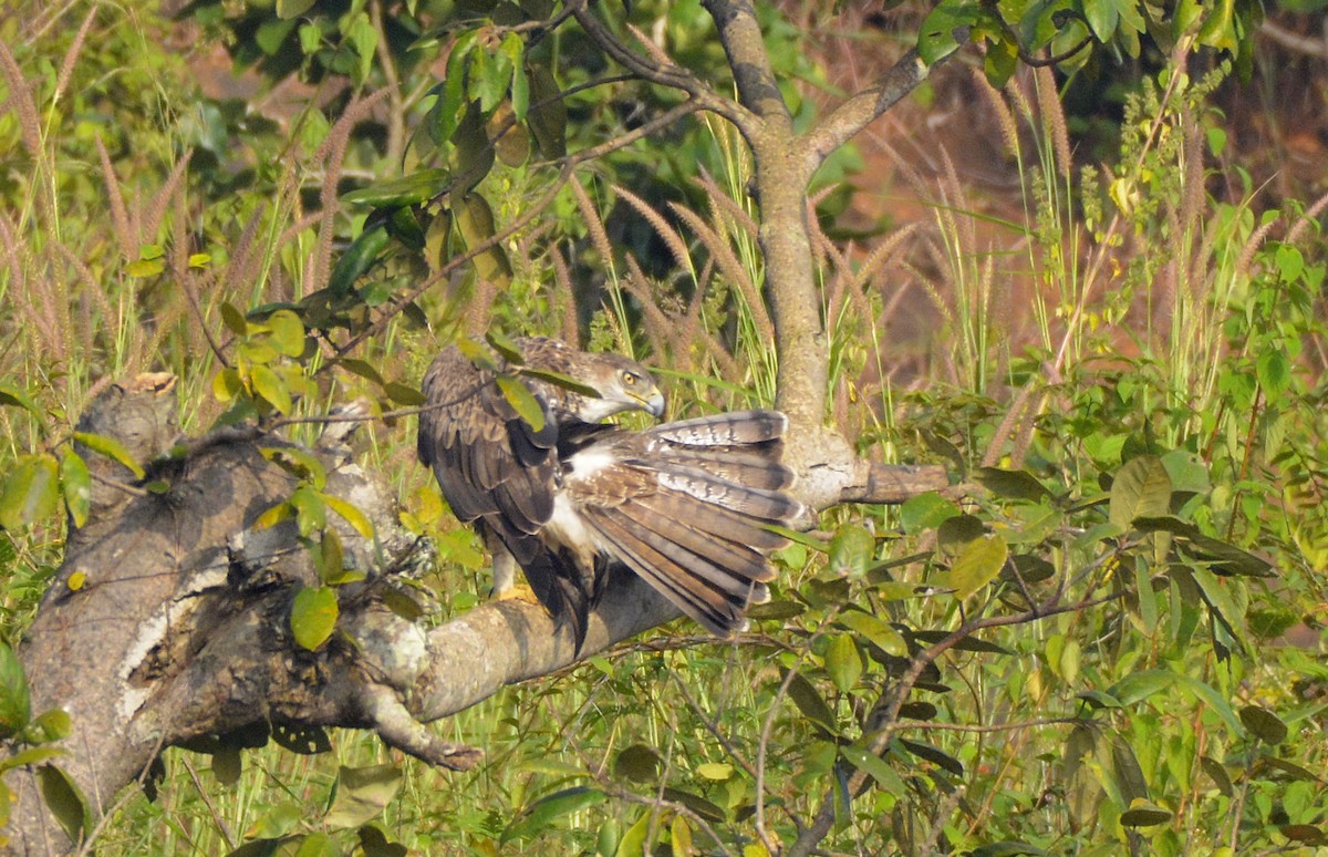 Águila Perdicera - ML383067021