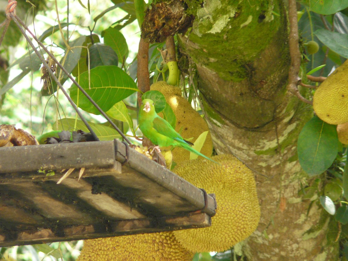 Plain Parakeet - Bill Crins