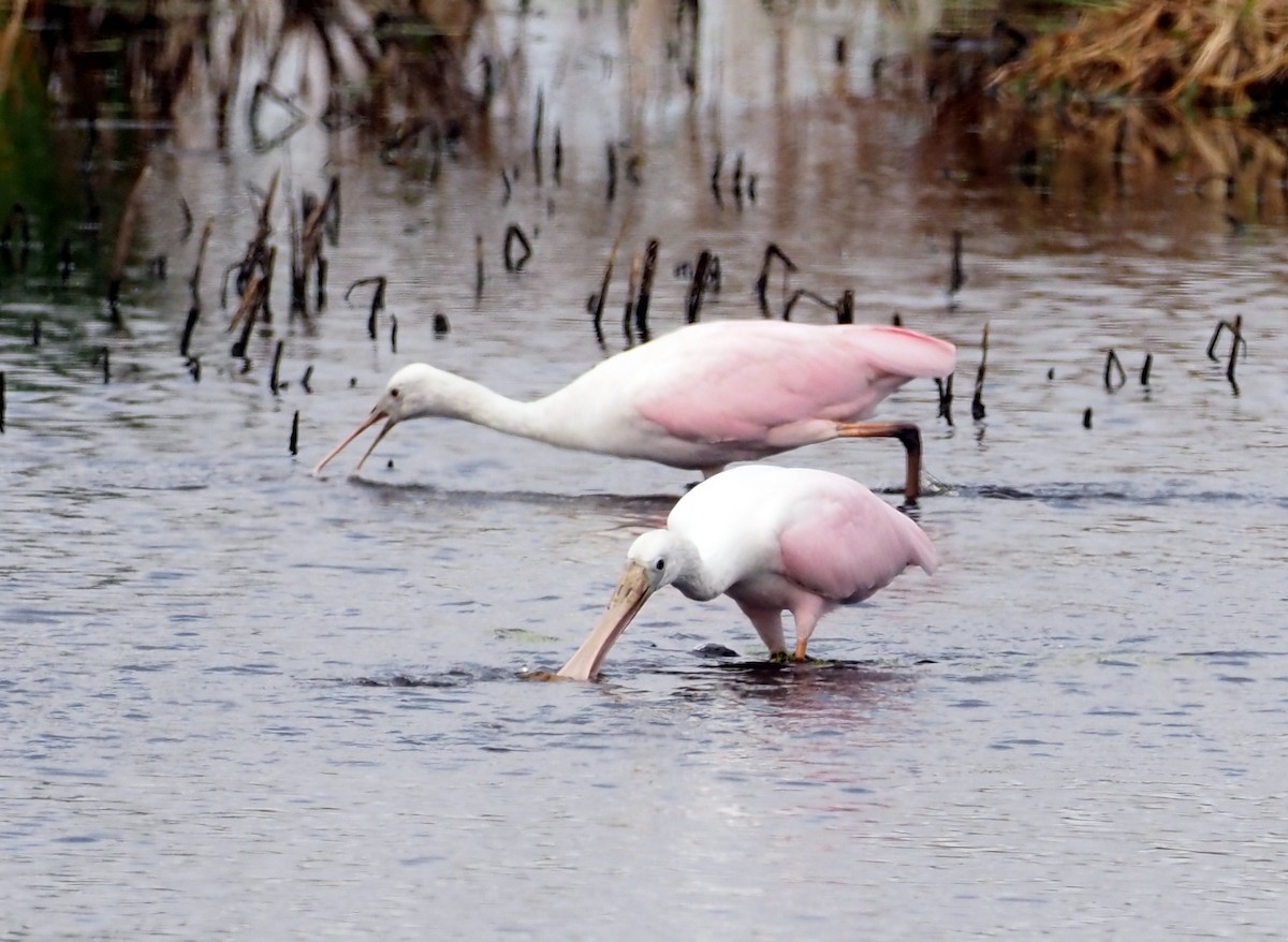 Roseate Spoonbill - ML383068581