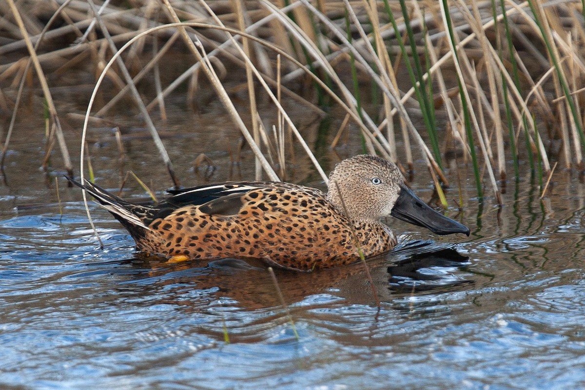 Red Shoveler - ML383069251