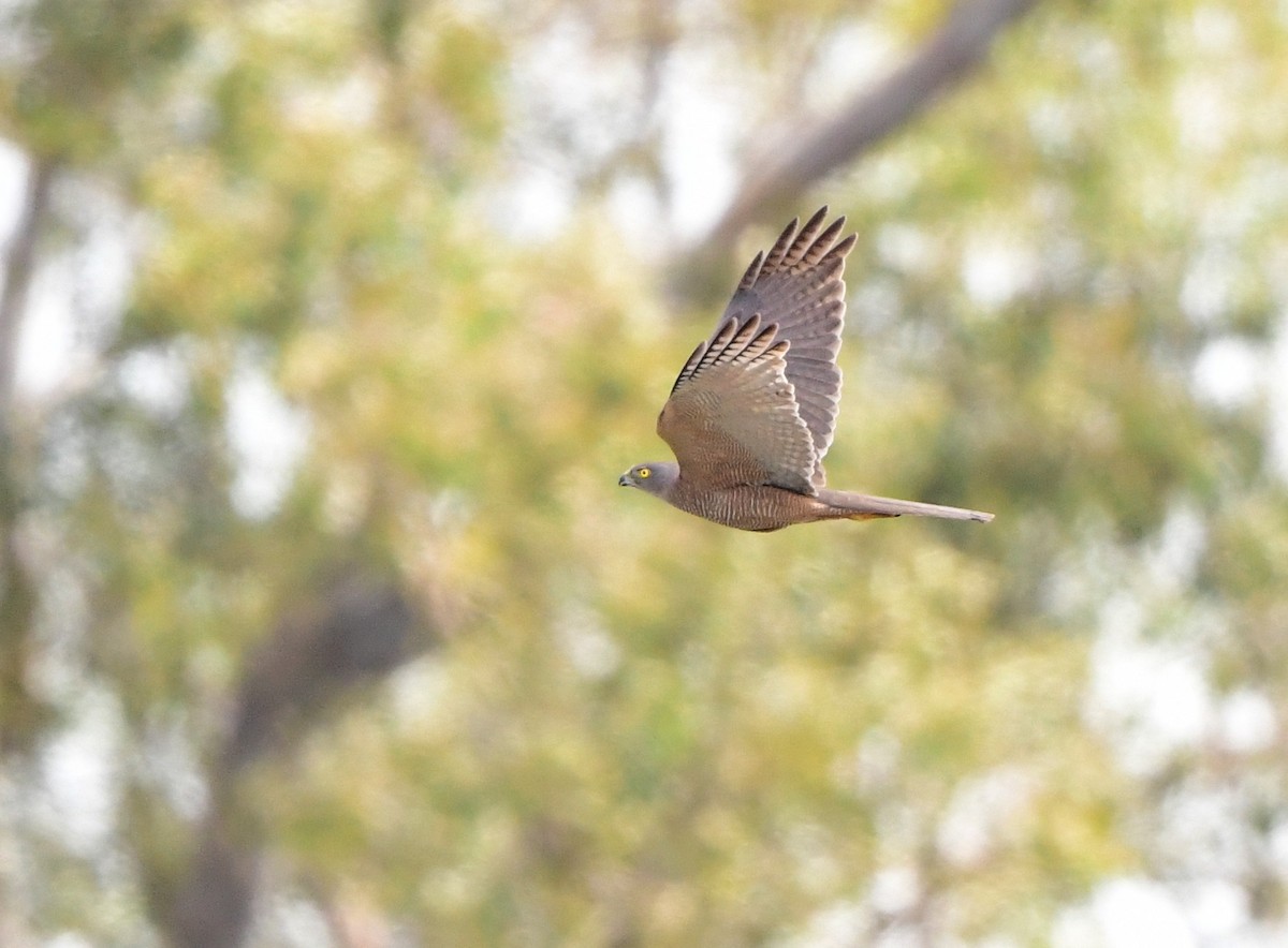 Brown Goshawk - ML383069451