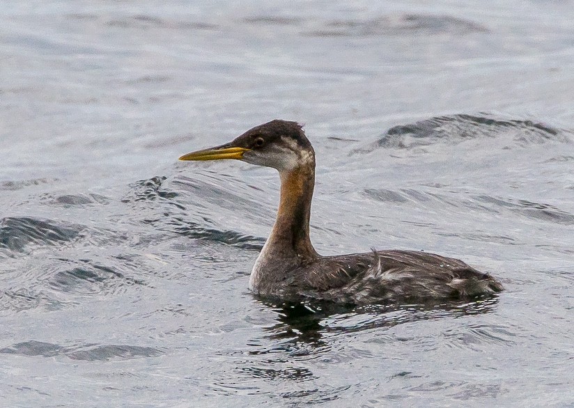 Red-necked Grebe - ML38307211