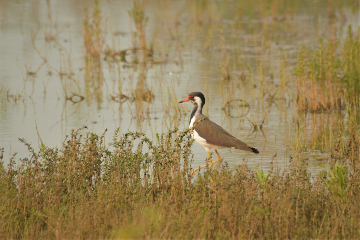 Red-wattled Lapwing - ML383075721