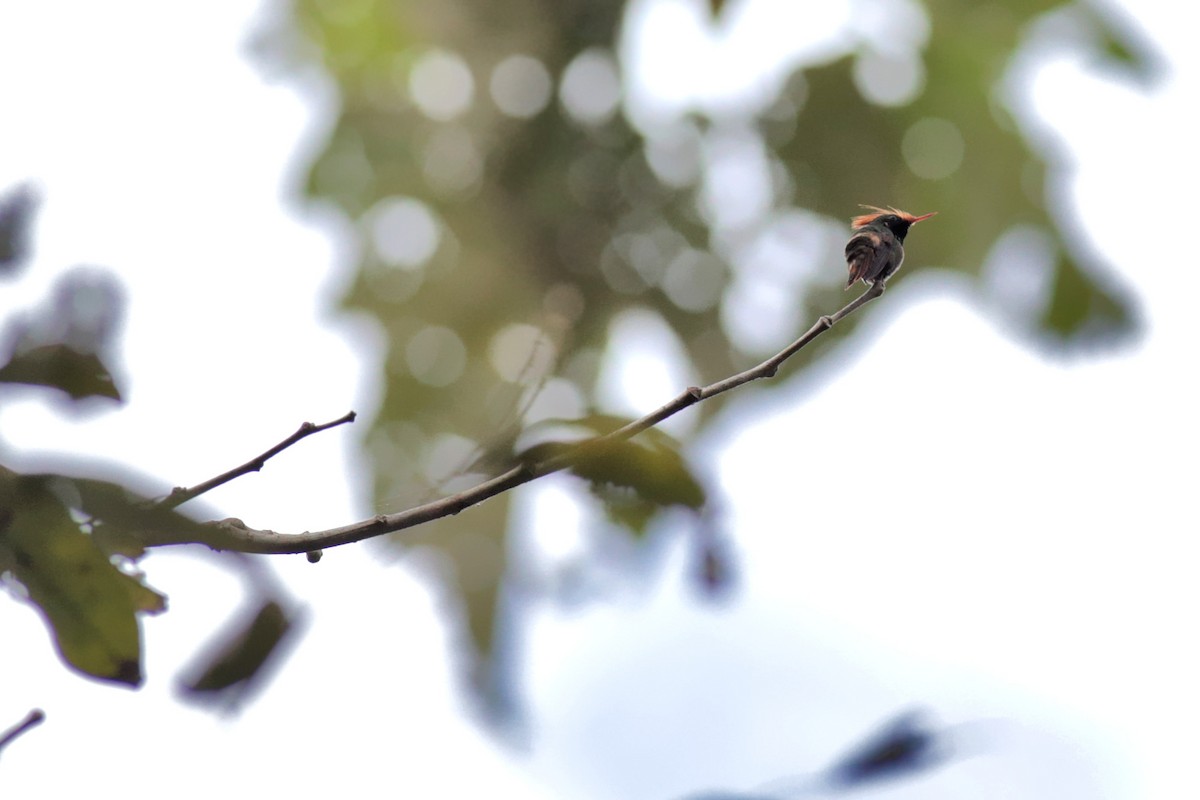 Rufous-crested Coquette - ML383075821