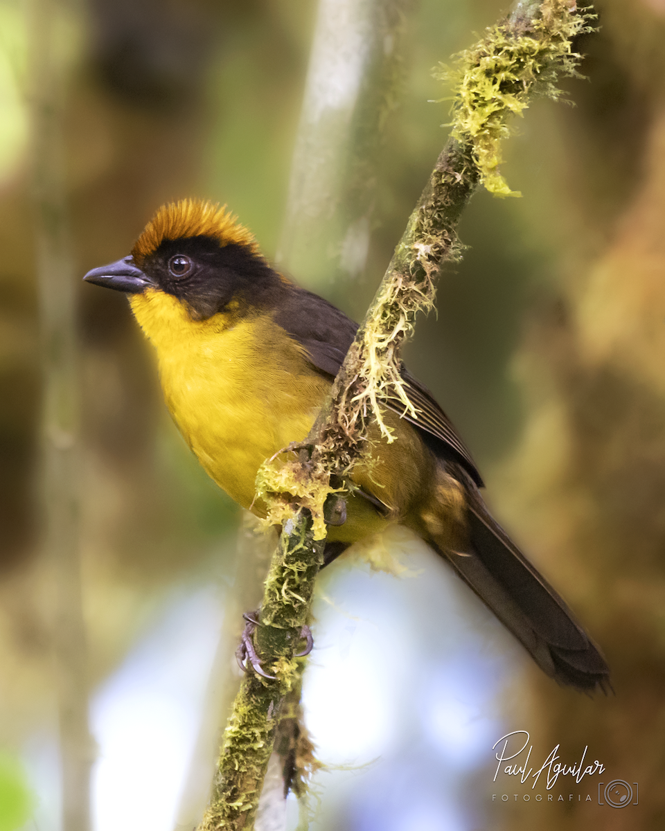 Tricolored Brushfinch - ML383076991