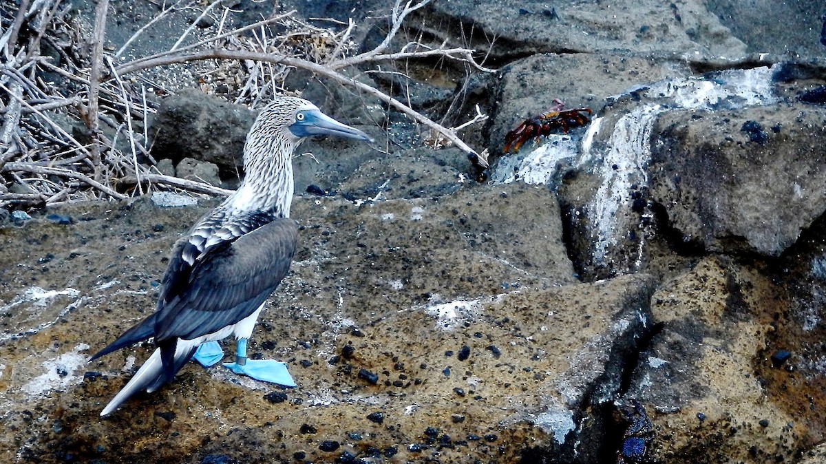 Blue-footed Booby - ML38307881