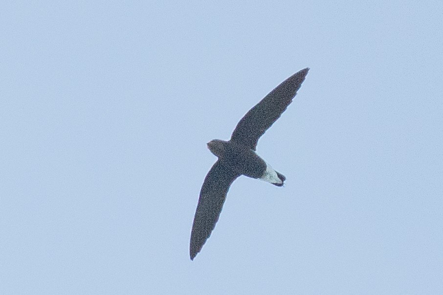 Silver-backed Needletail - ML383078961