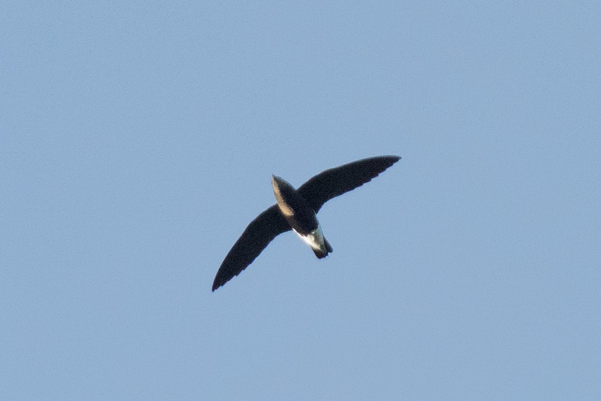 Silver-backed Needletail - ML383078971