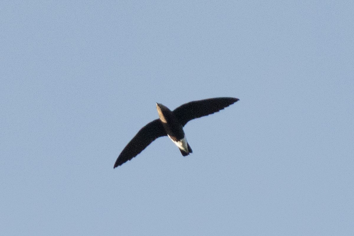 Silver-backed Needletail - ML383078981