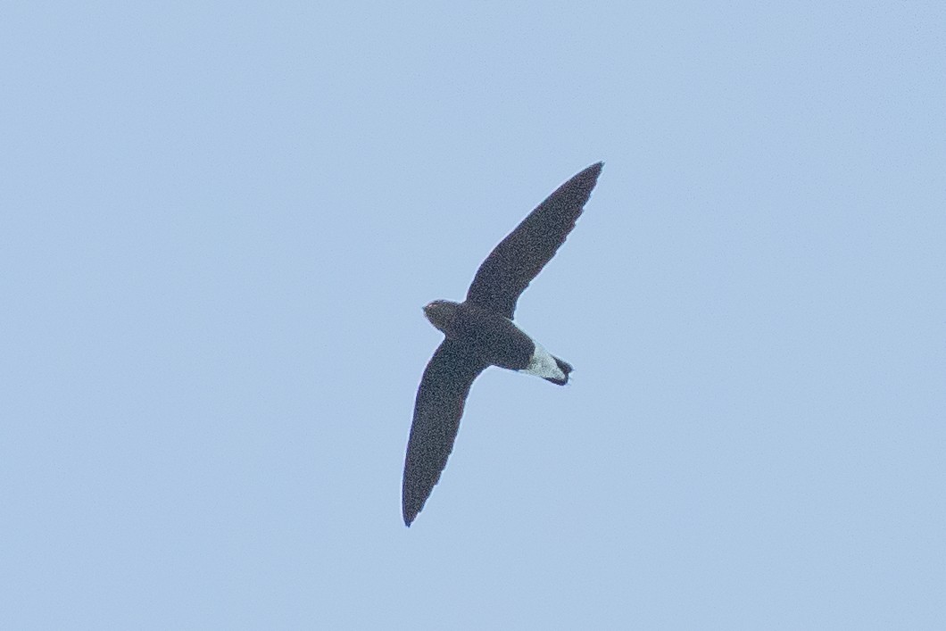 Silver-backed Needletail - ML383078991