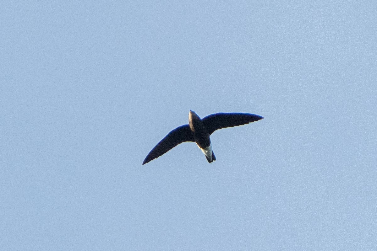 Silver-backed Needletail - ML383079011