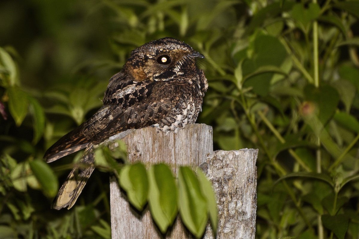 Yucatan Nightjar - ML383080341