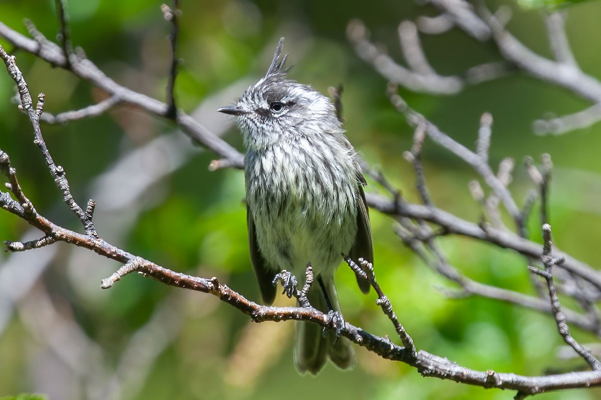 Tufted Tit-Tyrant - Arthur Grosset