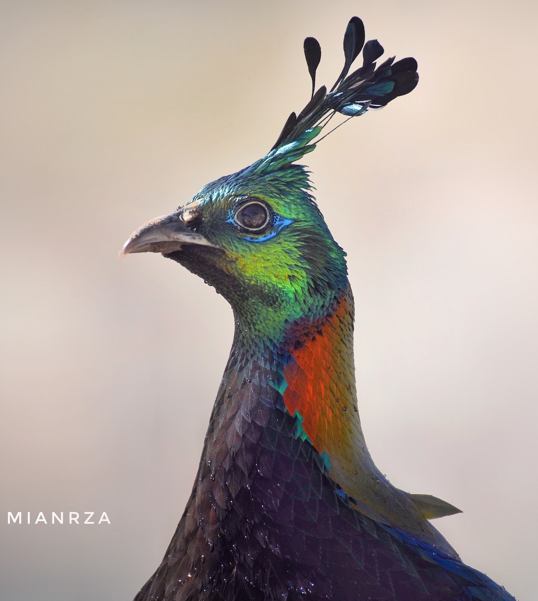 Himalayan Monal - ML383083061