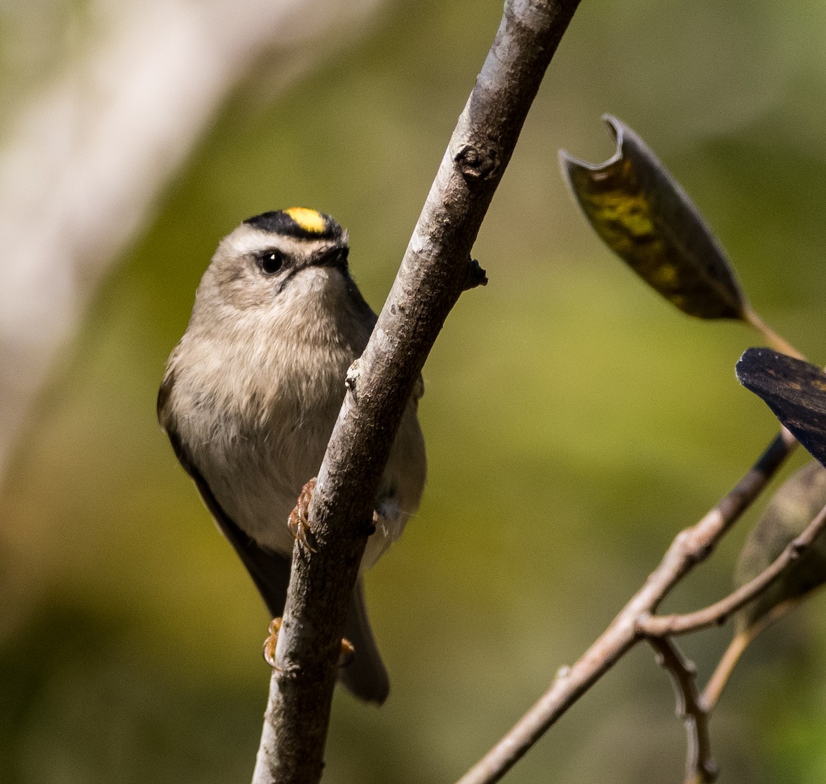 Golden-crowned Kinglet - ML383083811