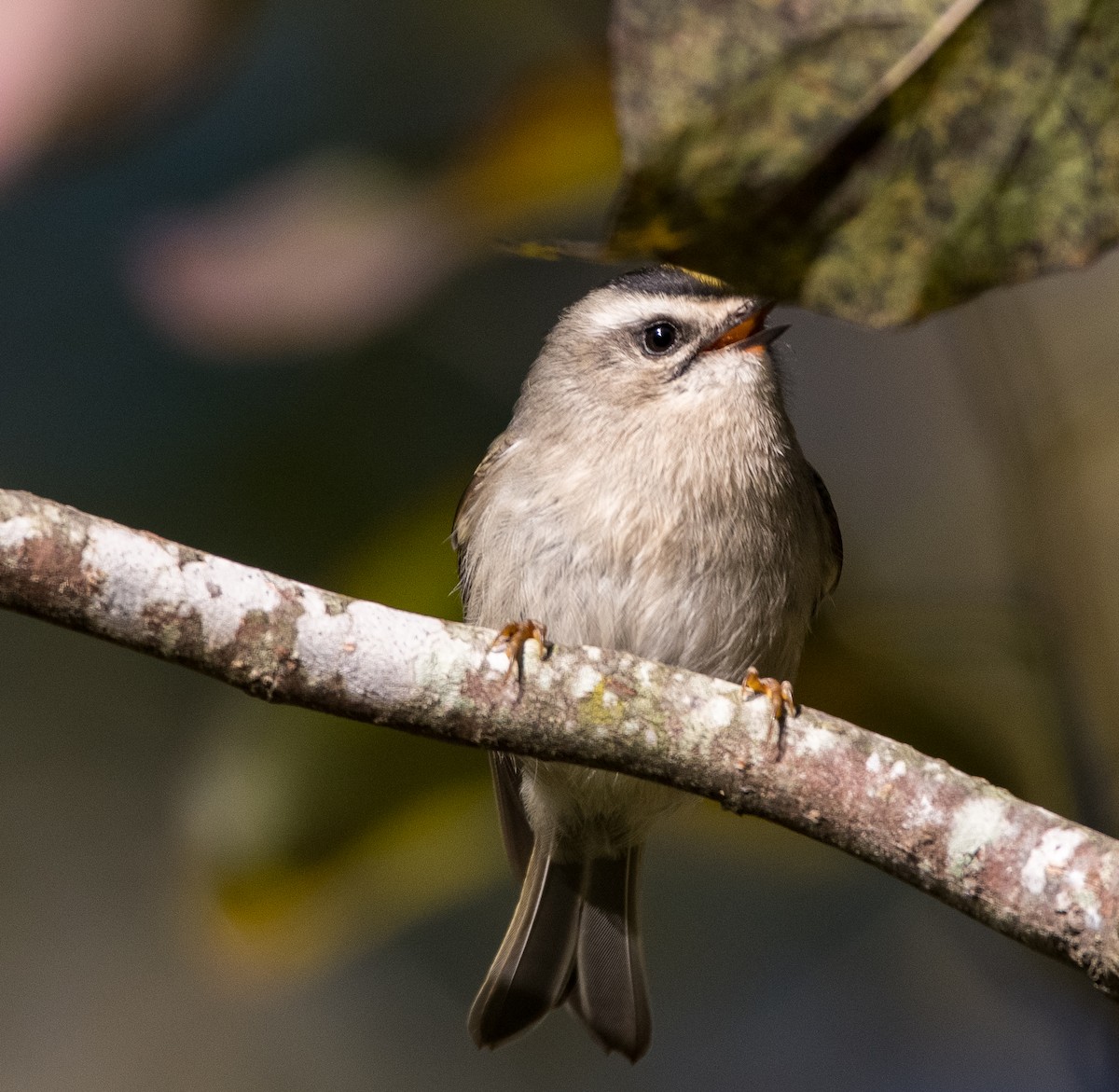 Golden-crowned Kinglet - ML383083821