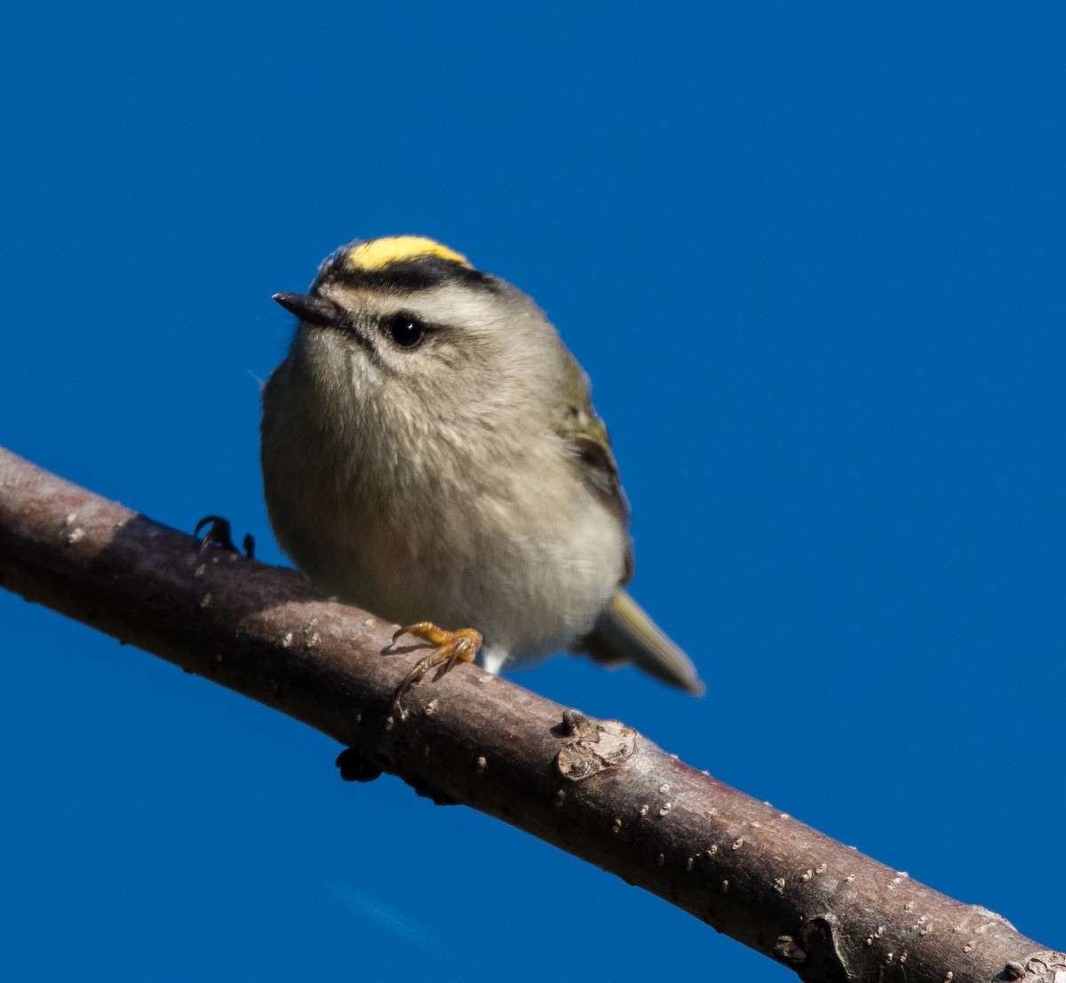 Golden-crowned Kinglet - ML383083831