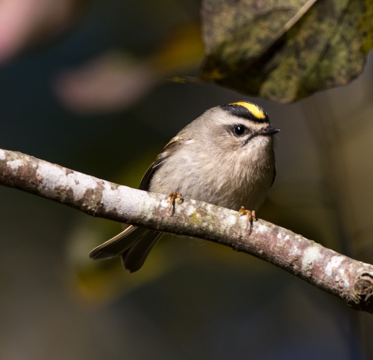 Golden-crowned Kinglet - ML383083841