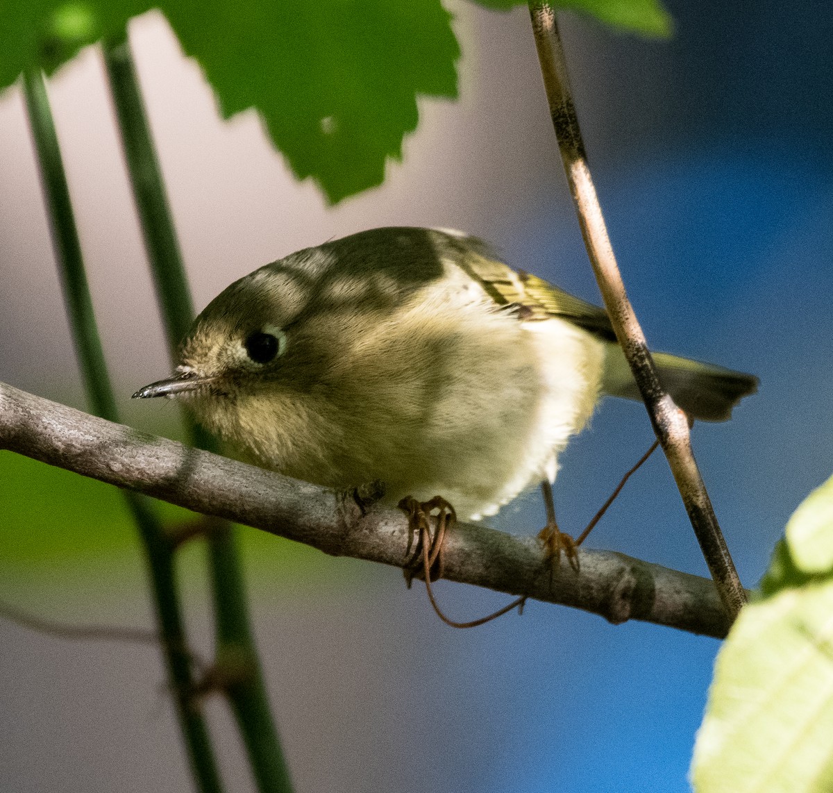 Ruby-crowned Kinglet - ML383083891