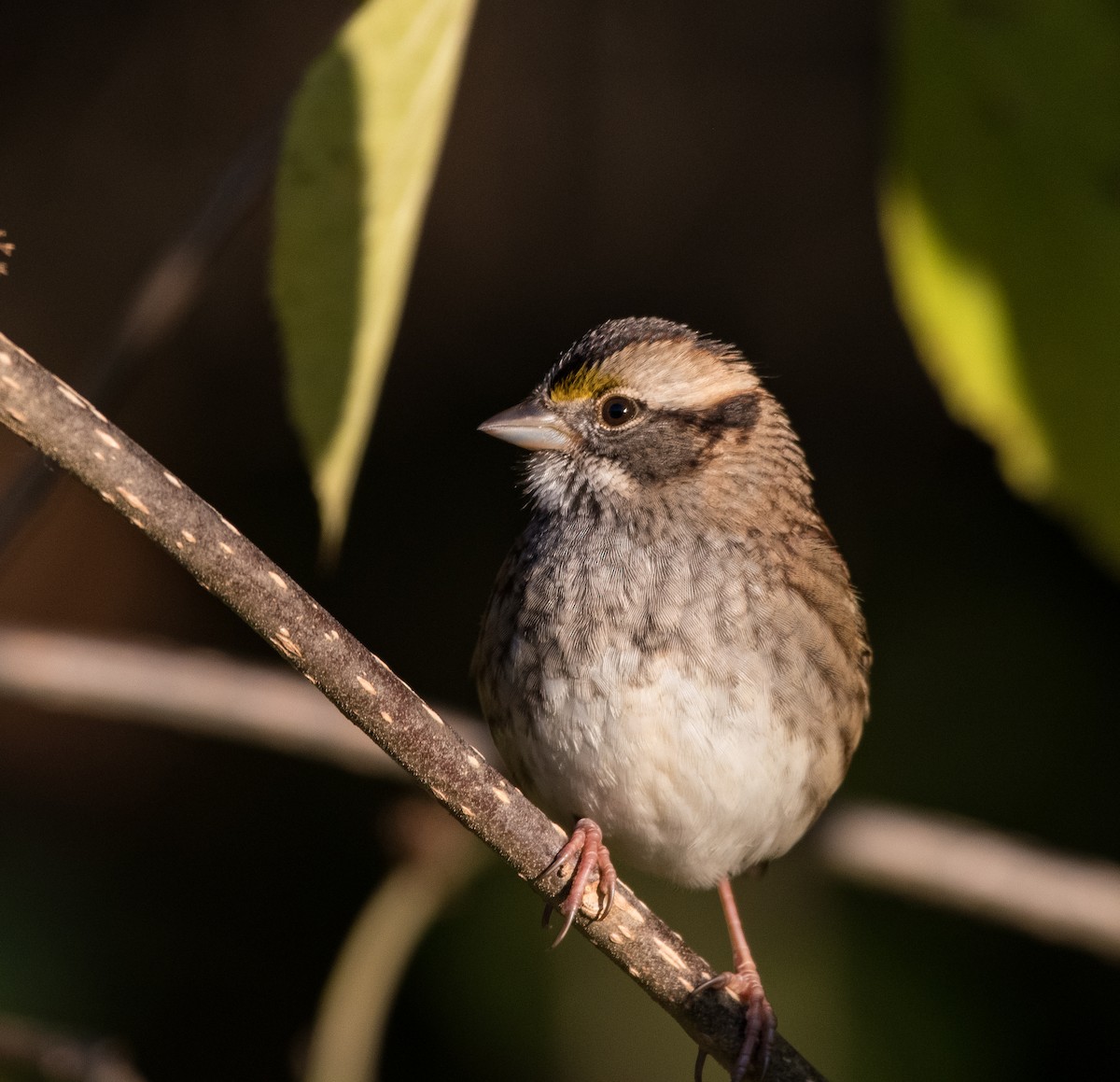 White-throated Sparrow - ML383083921
