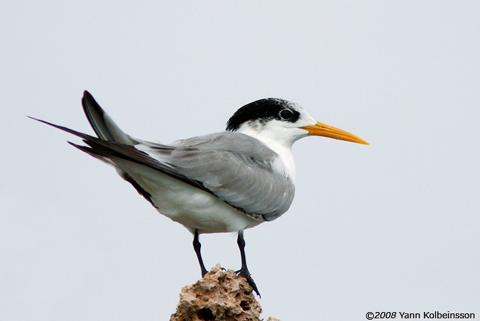 Lesser Crested Tern - ML383085451