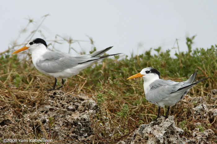 Lesser Crested Tern - ML383085471