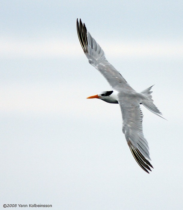 Lesser Crested Tern - ML383085481