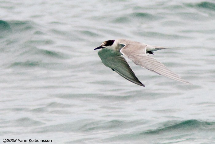 White-cheeked Tern - ML383085511