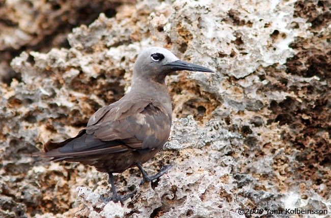 Lesser Noddy - Yann Kolbeinsson