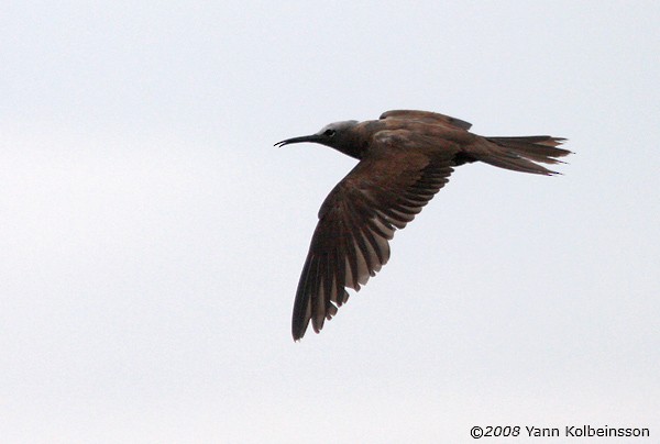 Brown Noddy - ML383085571