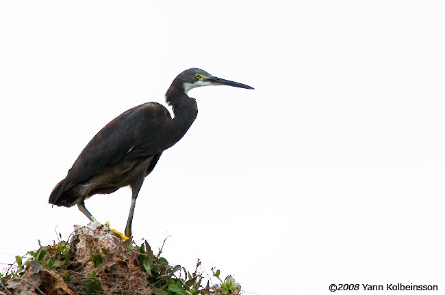 Little Egret (Dimorphic) - ML383085621