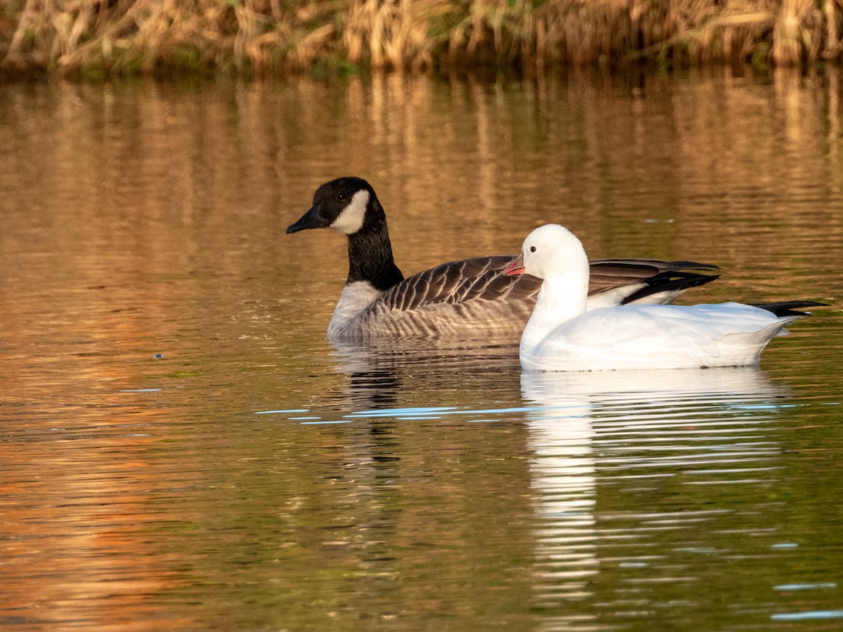 Ross's Goose - Martin Kaehrle