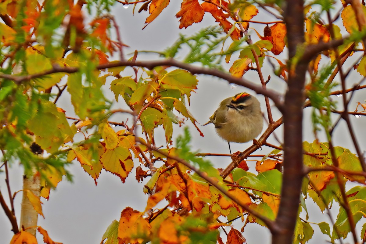 Golden-crowned Kinglet - ML383087391