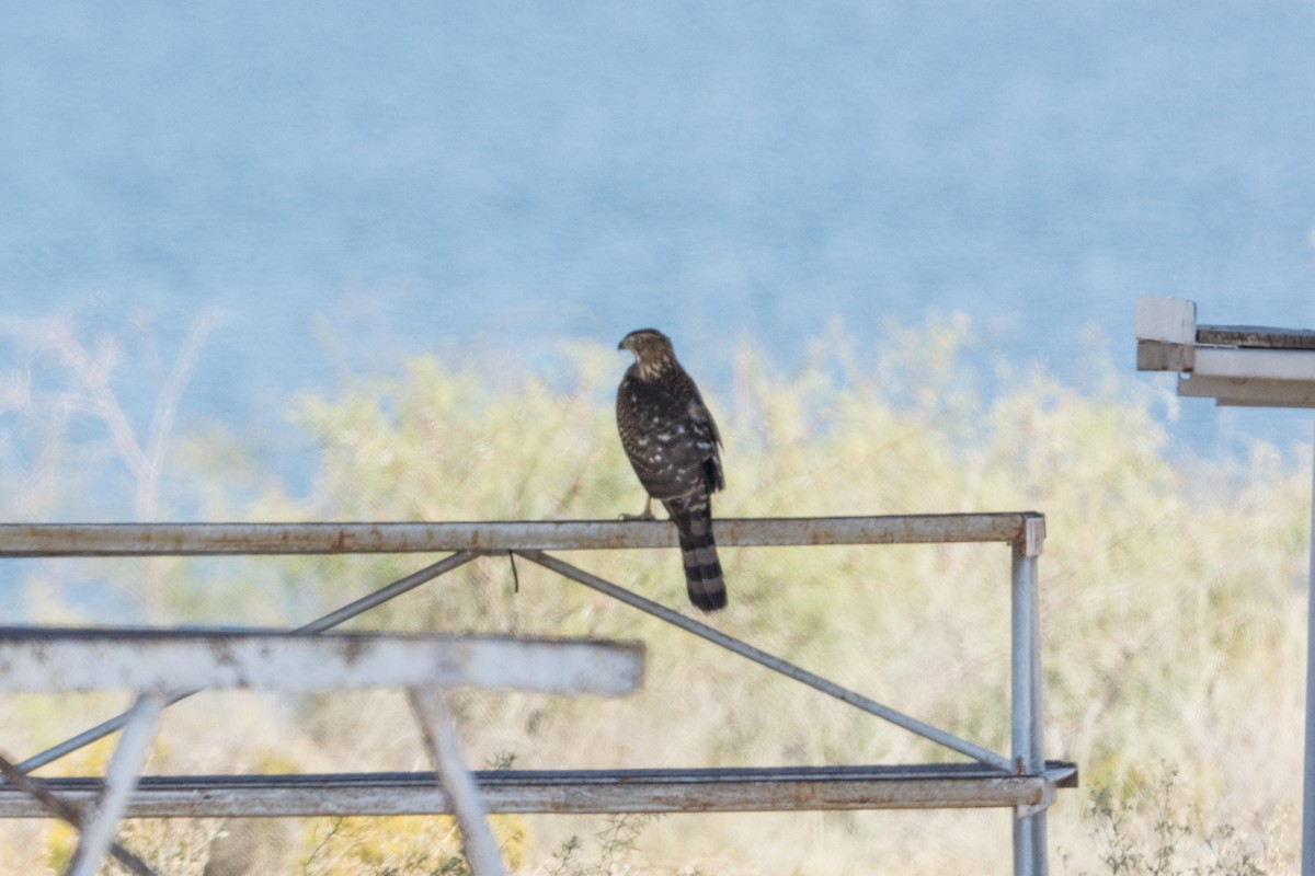 Cooper's Hawk - ML383088971