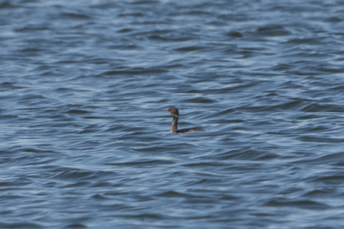 Eared Grebe - ML383088991