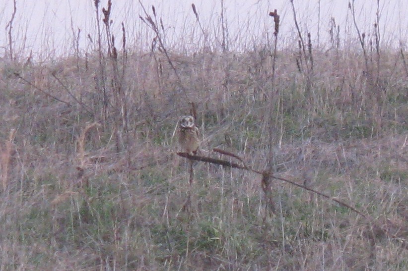 Short-eared Owl - ML38308901