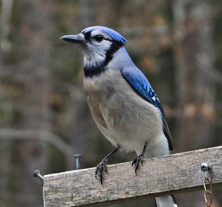 Blue Jay - ML383089361