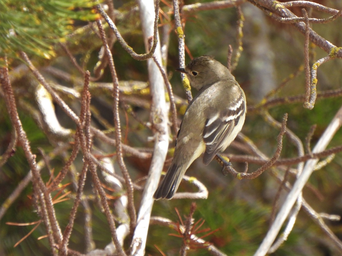 White-crested Elaenia - ML383089571