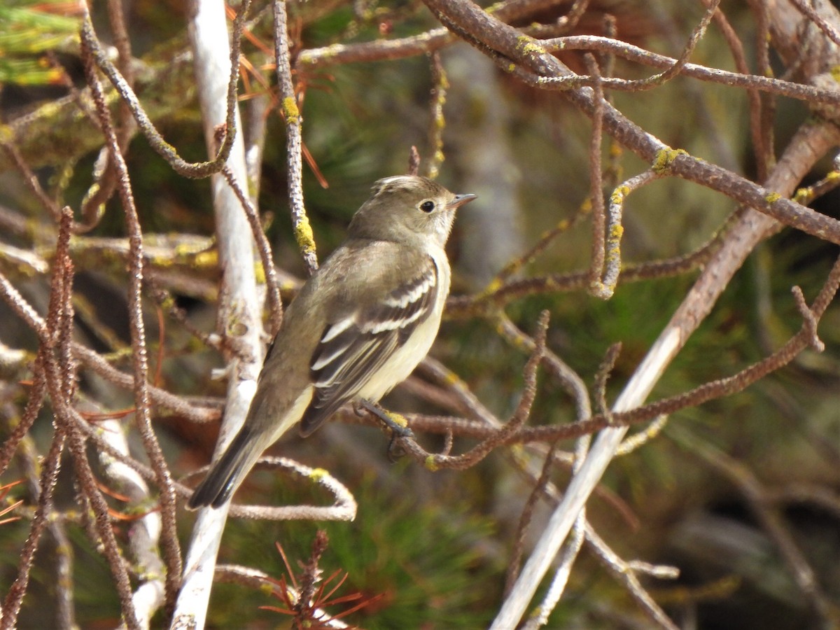 White-crested Elaenia - ML383089581