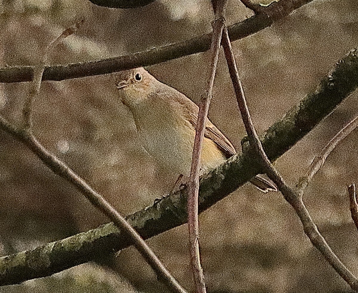 Red-breasted Flycatcher - ML383089701