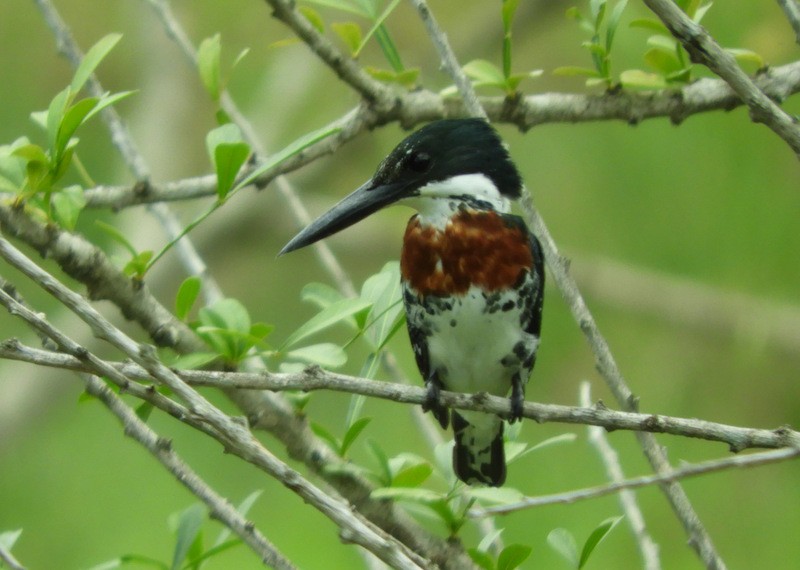 Green Kingfisher - ML383089791